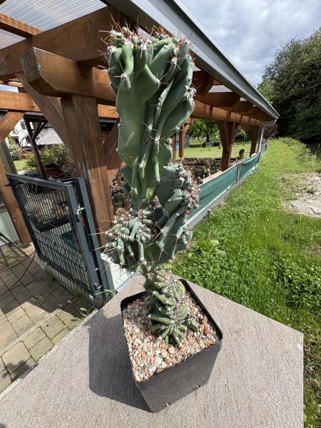 Cereus peruvianus monstrosus